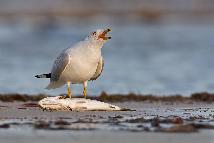 Ringschnabelmwe Larus delawarensis Ring-billed Gull 